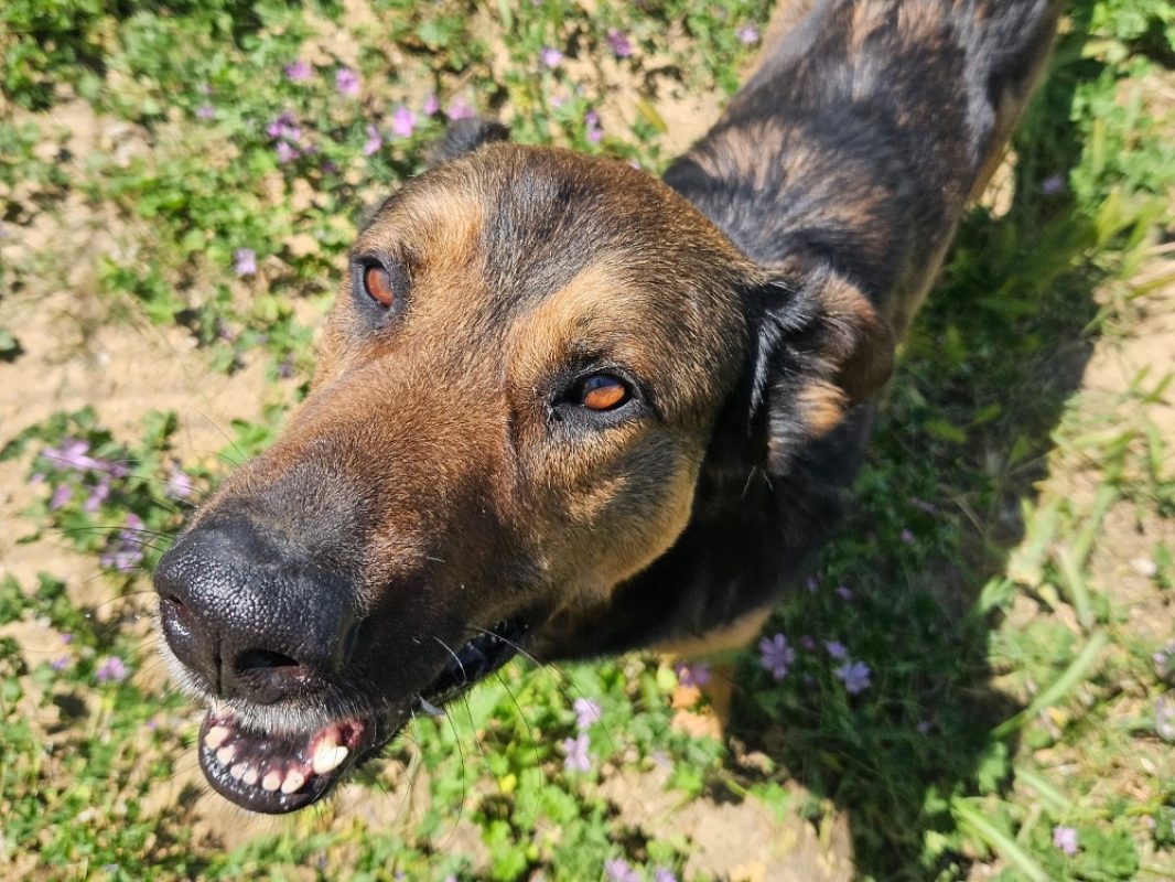 Pako - Chien Berger Allemand à adopter - photo 3