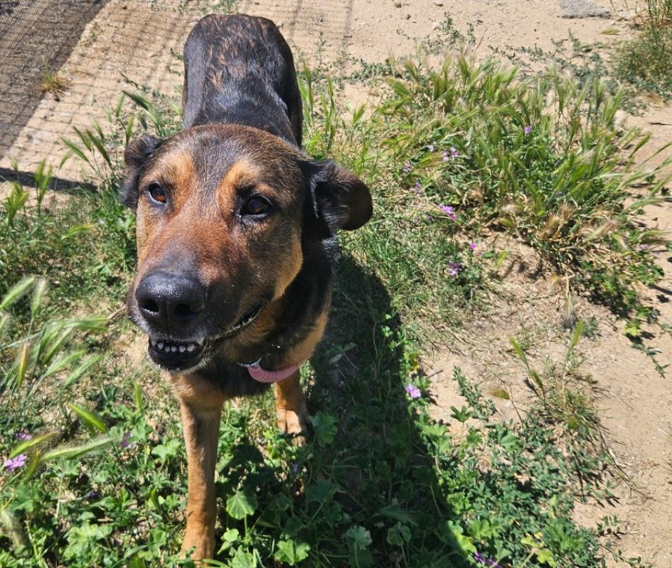 Pako - Chien Berger Allemand à adopter - photo 4