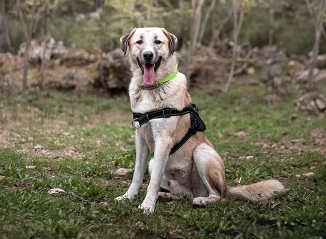 Photo #1 de Barnabé