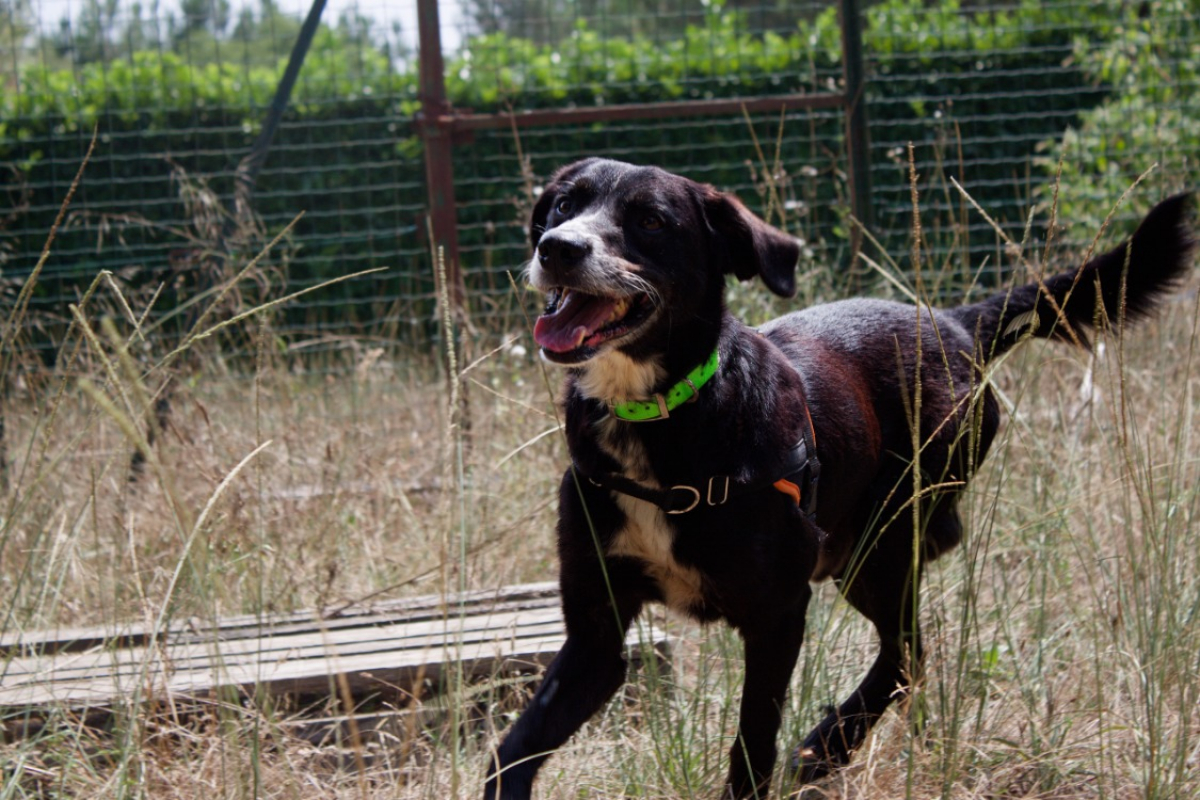 Photo #2 de Denzel