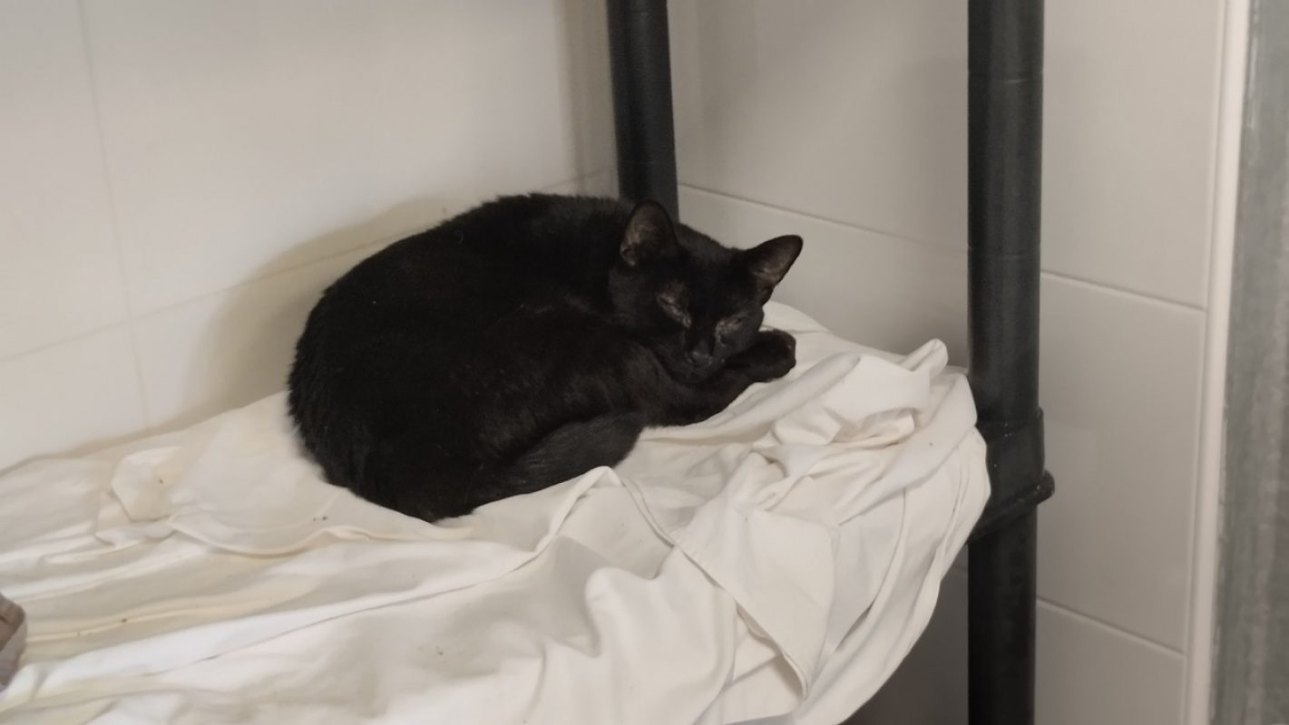 Eden - Chat Européen à adopter