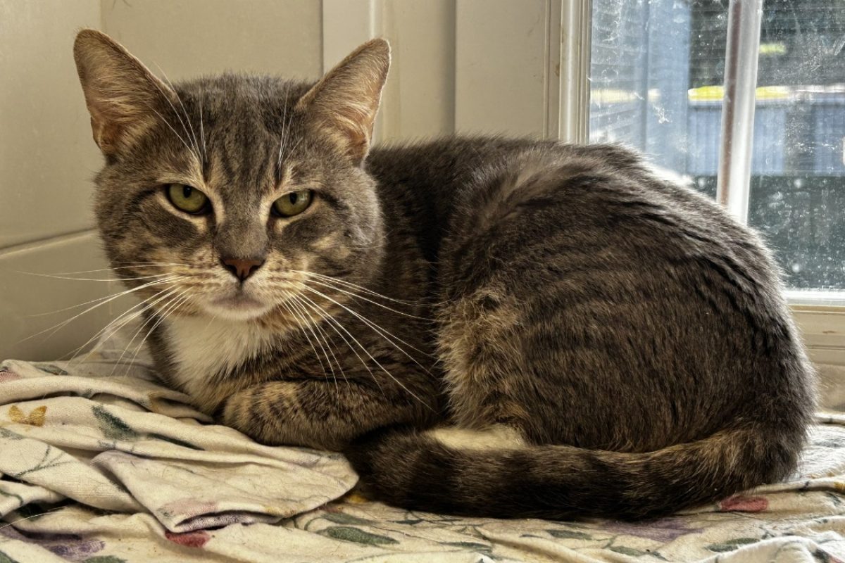 Loki - Chat Européen à adopter