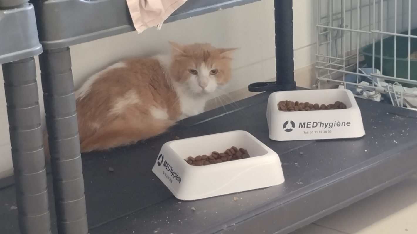Joy - Chat Européen à adopter