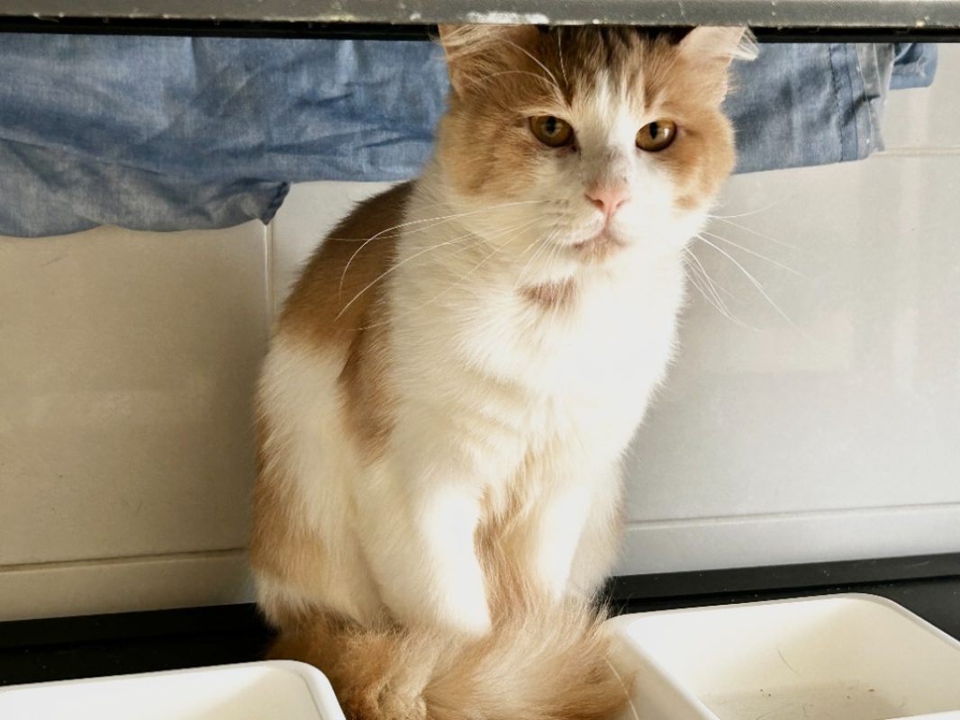 Joy - Chat Européen à adopter
