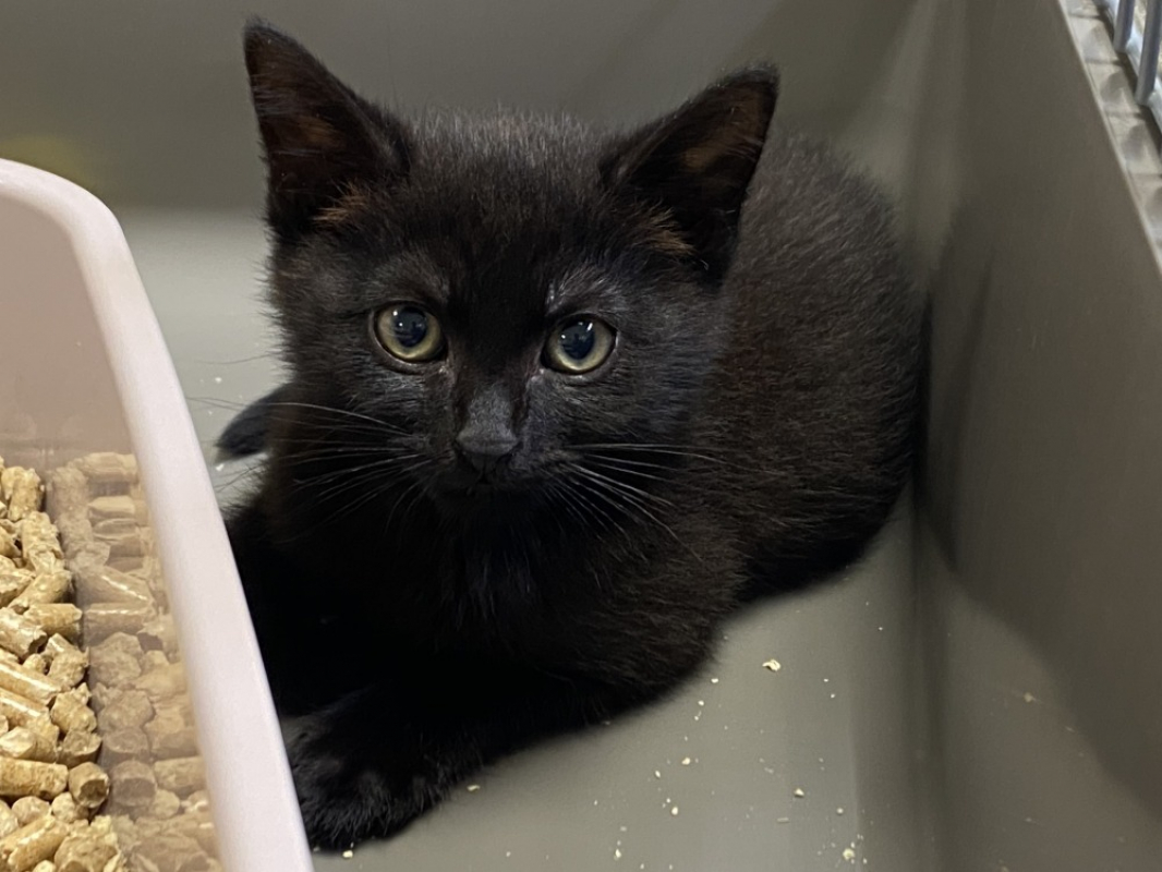 Photo de Zorro