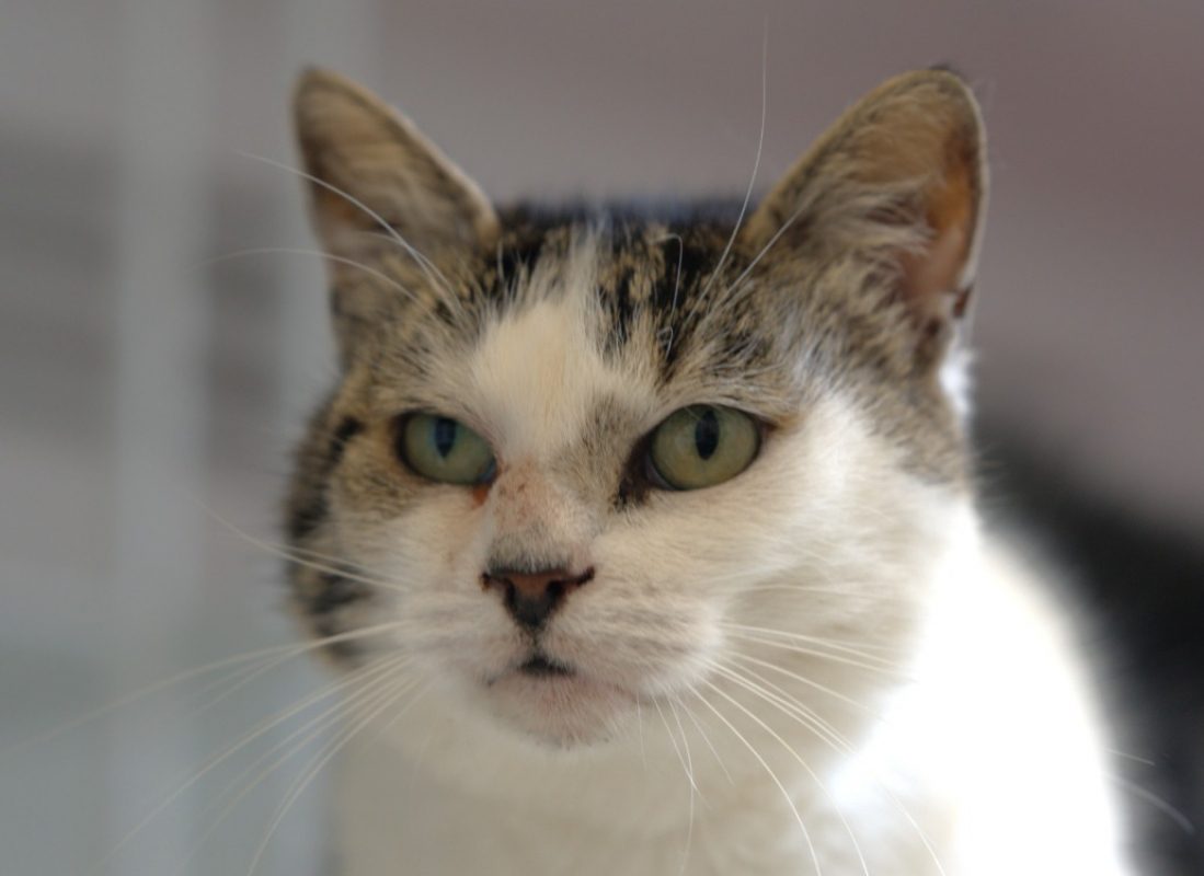 Minouchette - Chat à adopter