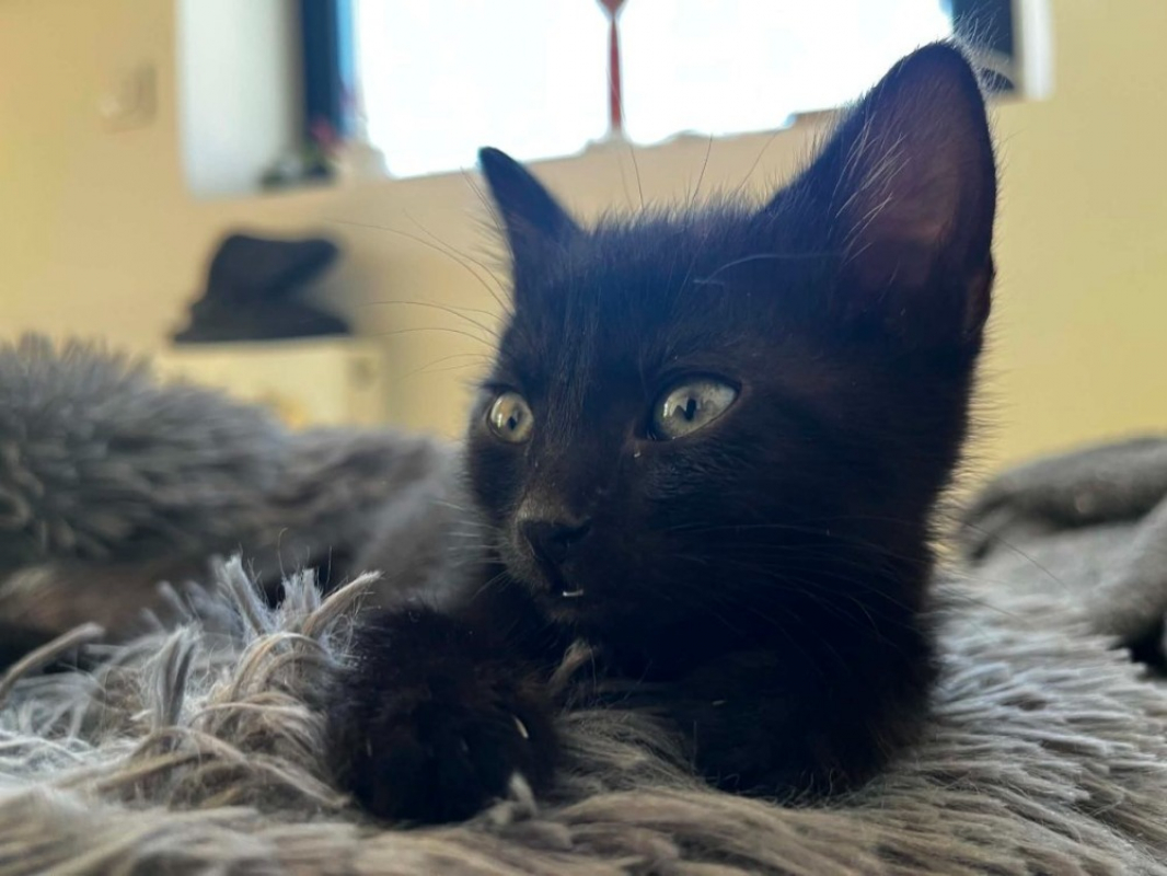 Photo de Kira