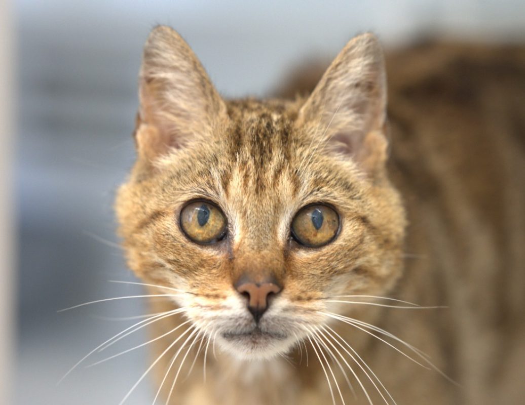 Maje - Chat Européen à adopter
