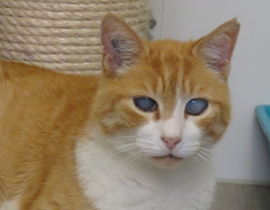 Photo #1 de Ron