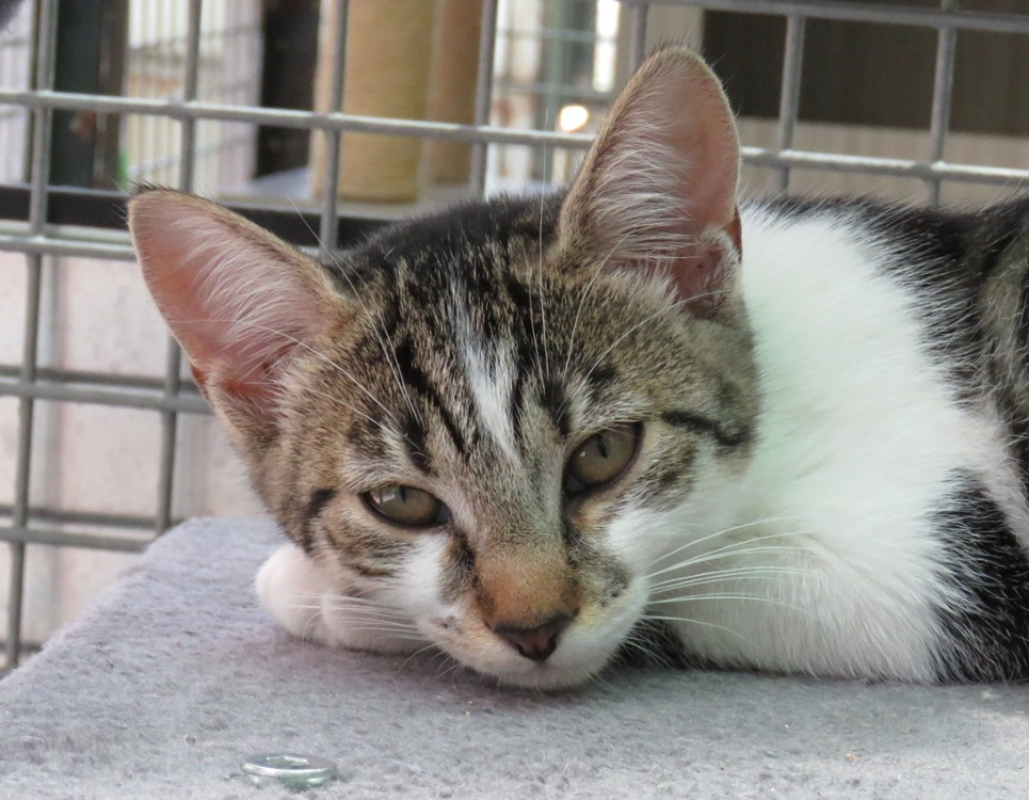 Photo #1 de Albus
