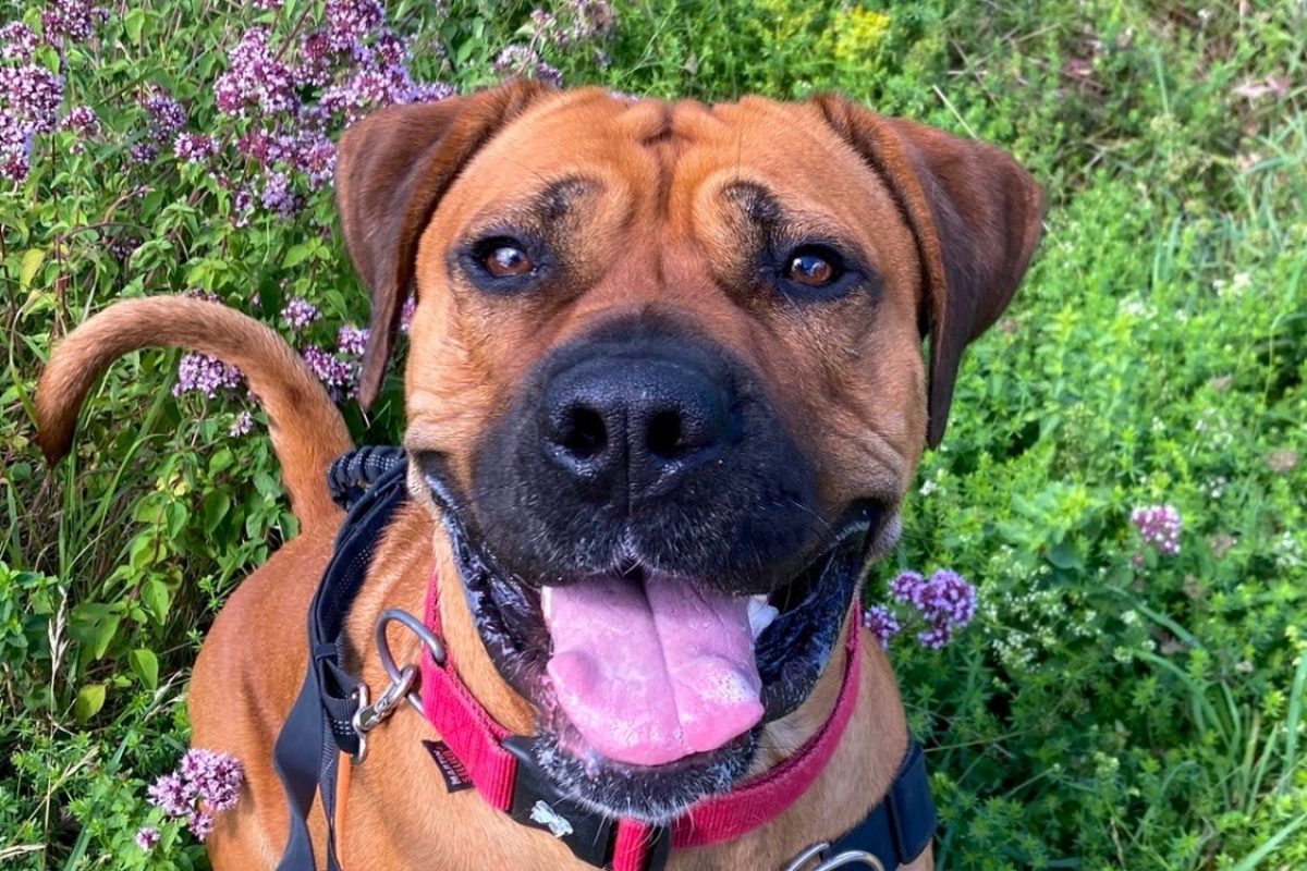 Rosalita - Chien Bouledogue Américain à adopter