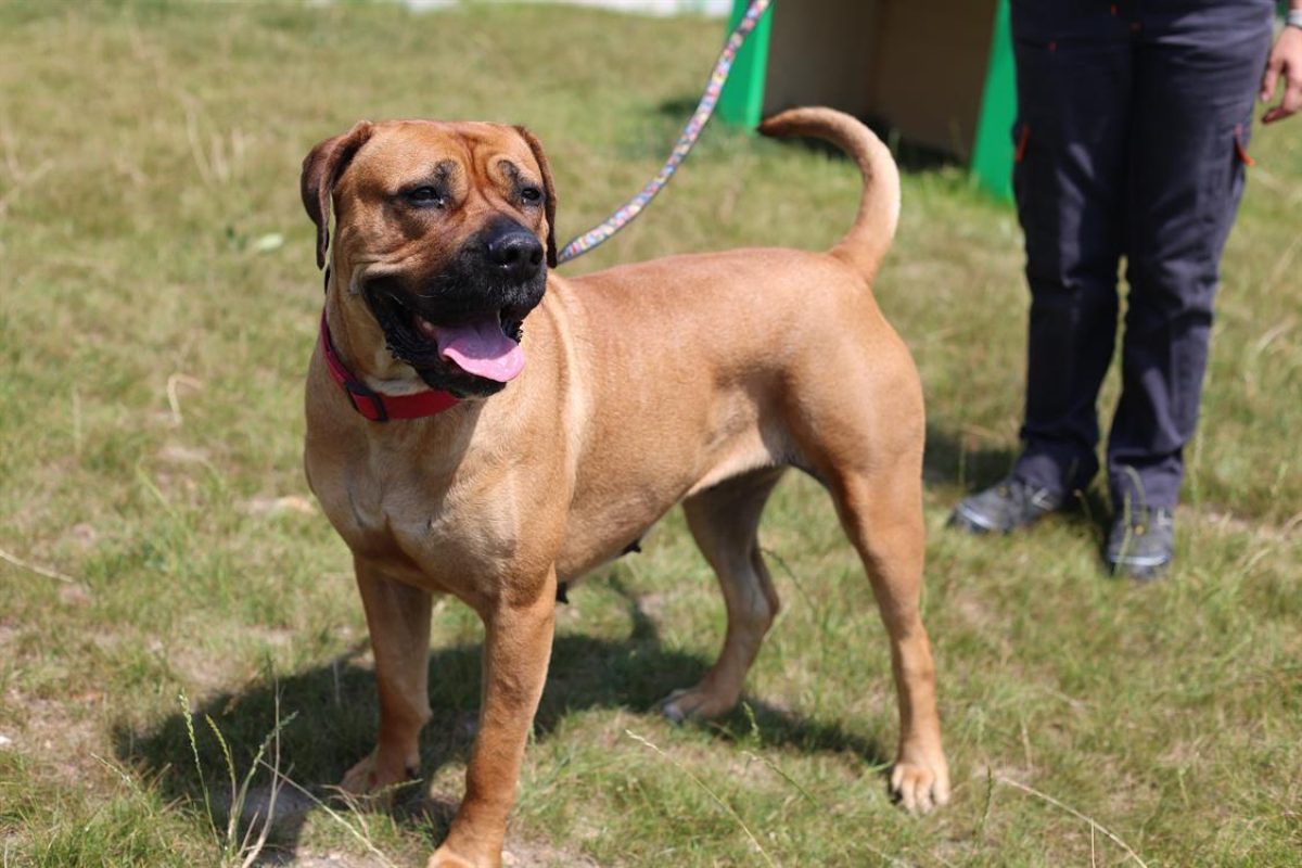 Rosalita - Chien Bouledogue Américain à adopter - photo 2