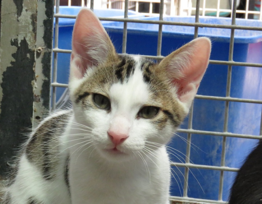 Photo #1 de Tigrou