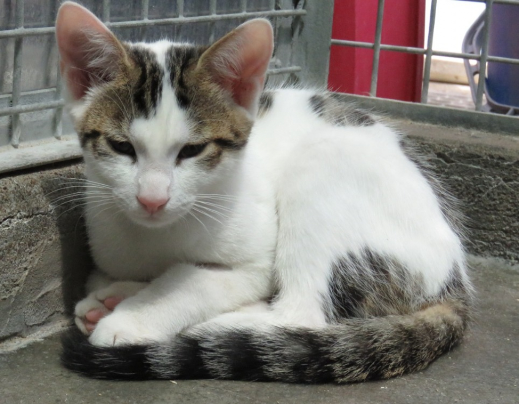 Photo #2 de Tigrou
