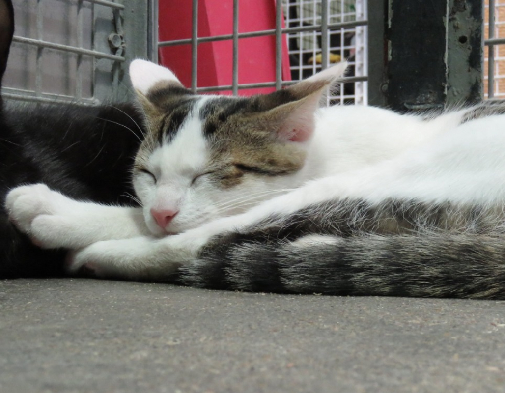 Photo #3 de Tigrou