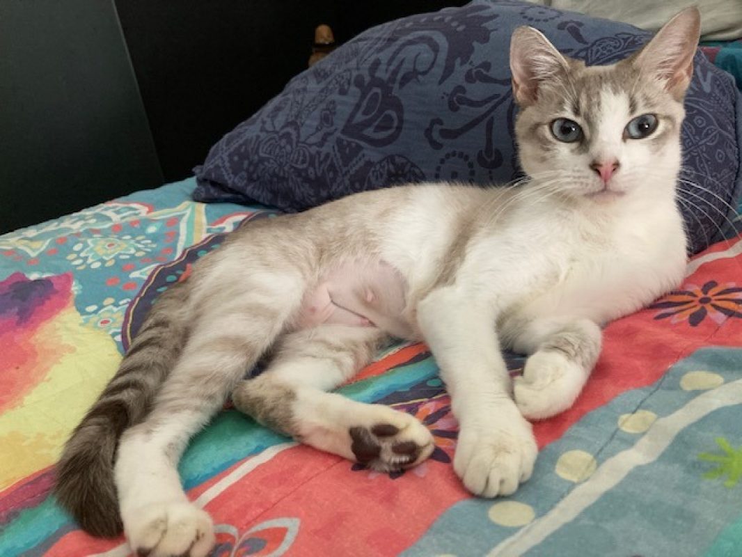Abby - Chat Européen à adopter