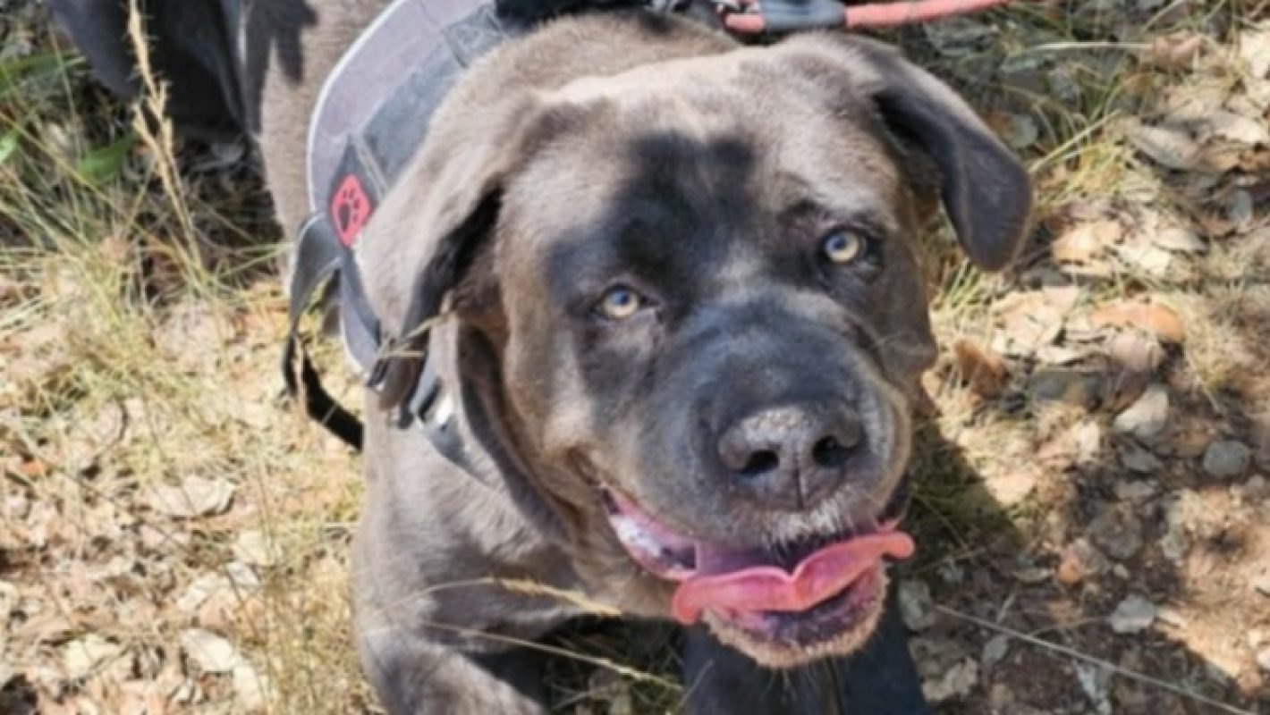 Snow white - Chien Cane Corso à adopter