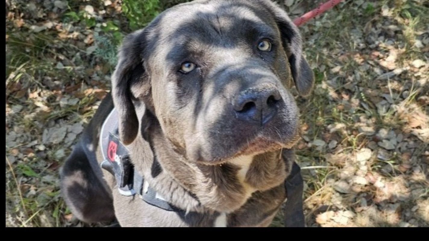 Snow white - Chien Cane Corso à adopter - photo 2