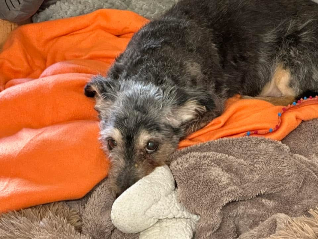 Photo #2 de Gribouille