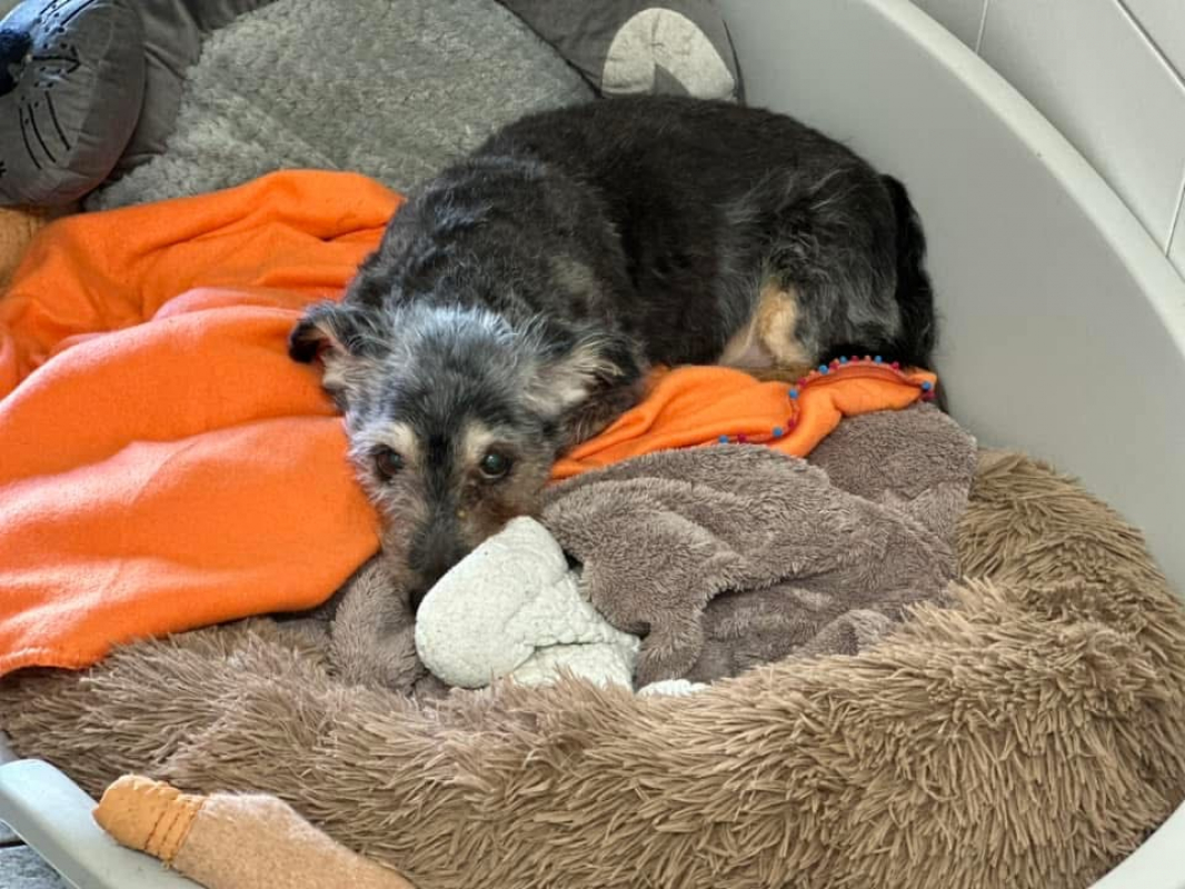 Photo #1 de Gribouille