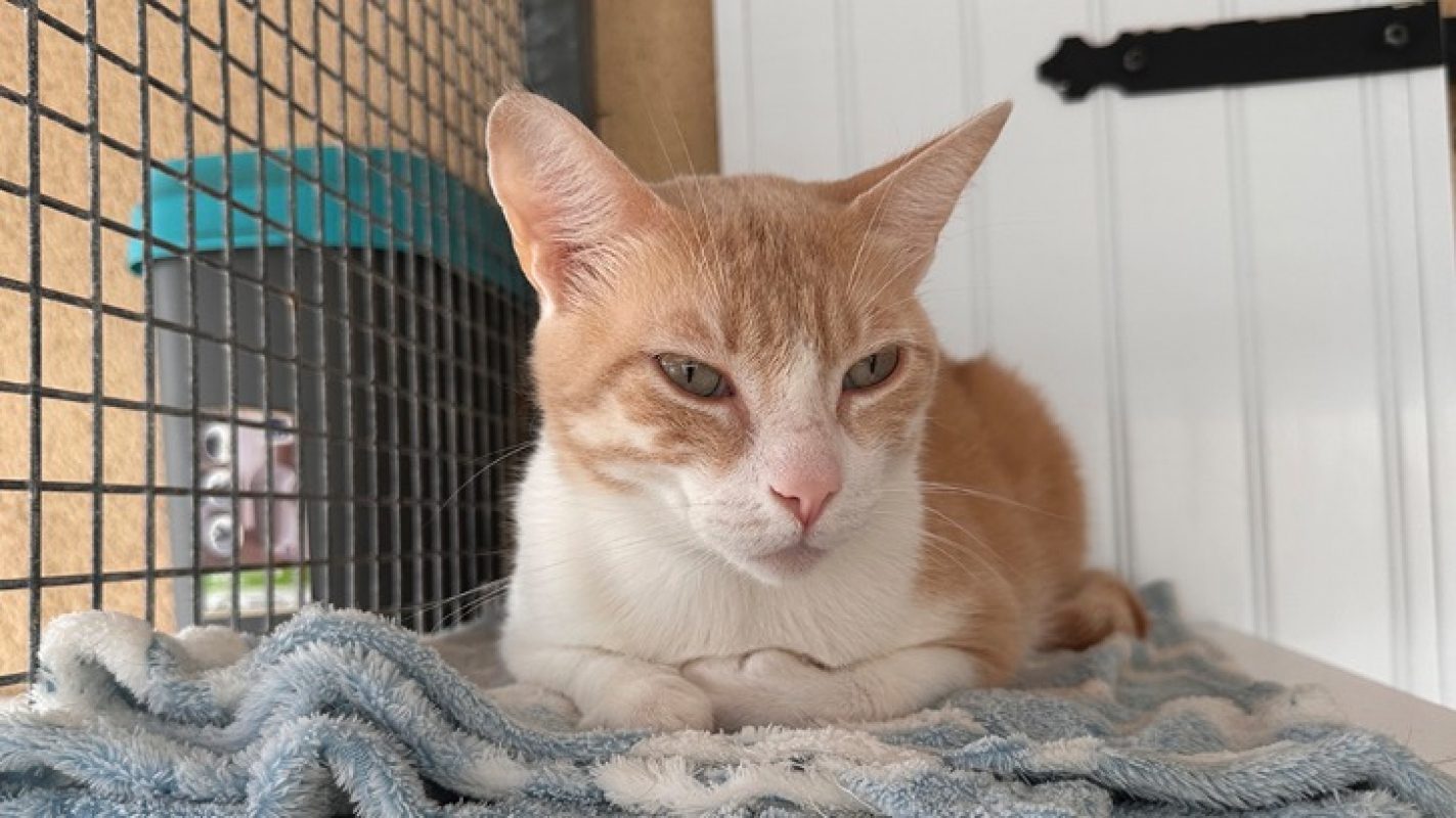Willow - Chat Européen à adopter