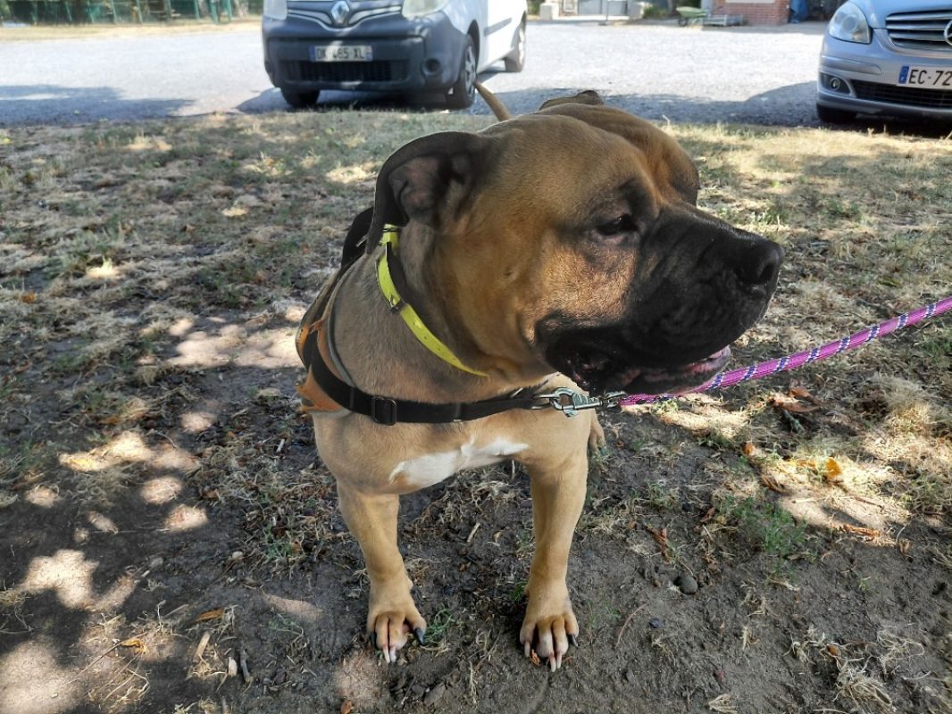 Essential - Chien American Bully à adopter