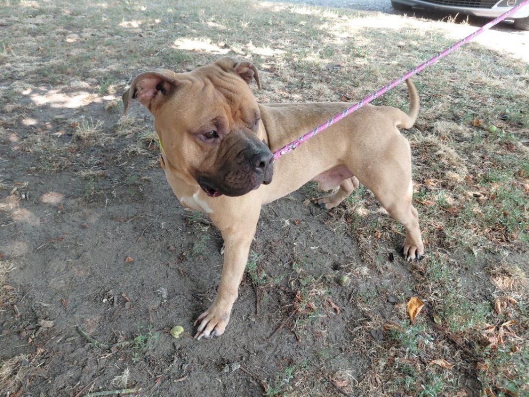 Essential - Chien American Bully à adopter - photo 2