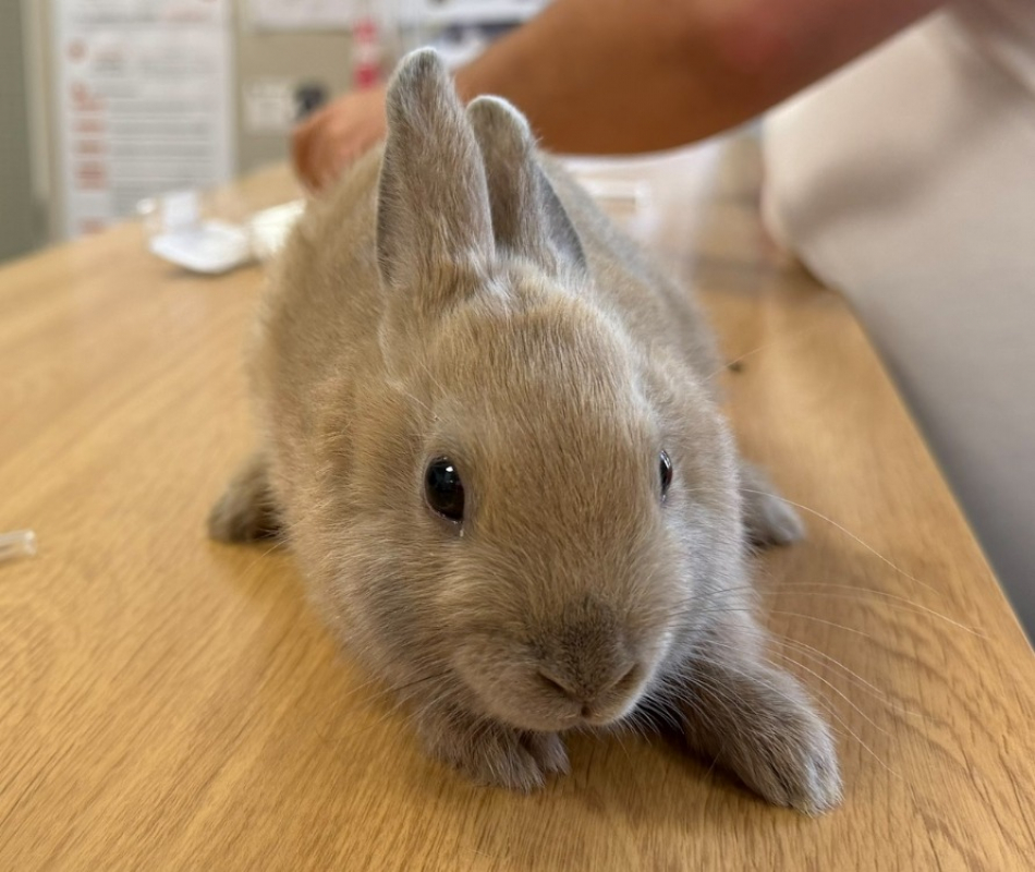 Photo de Tofu
