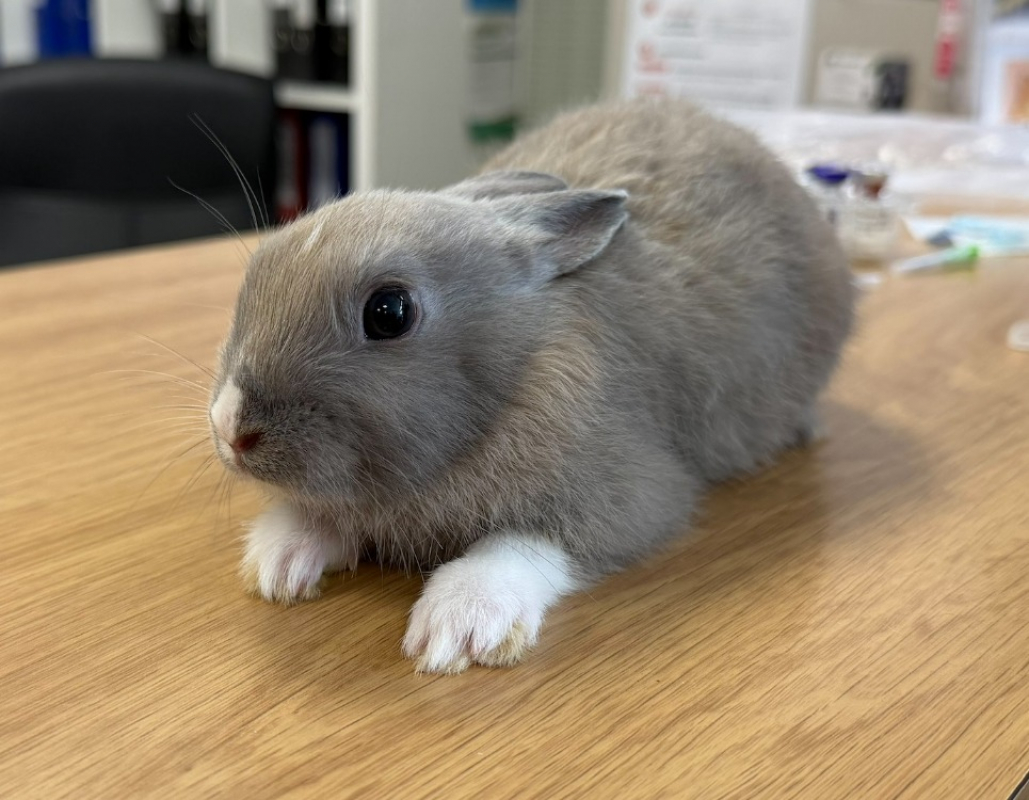 Photo de Kumo