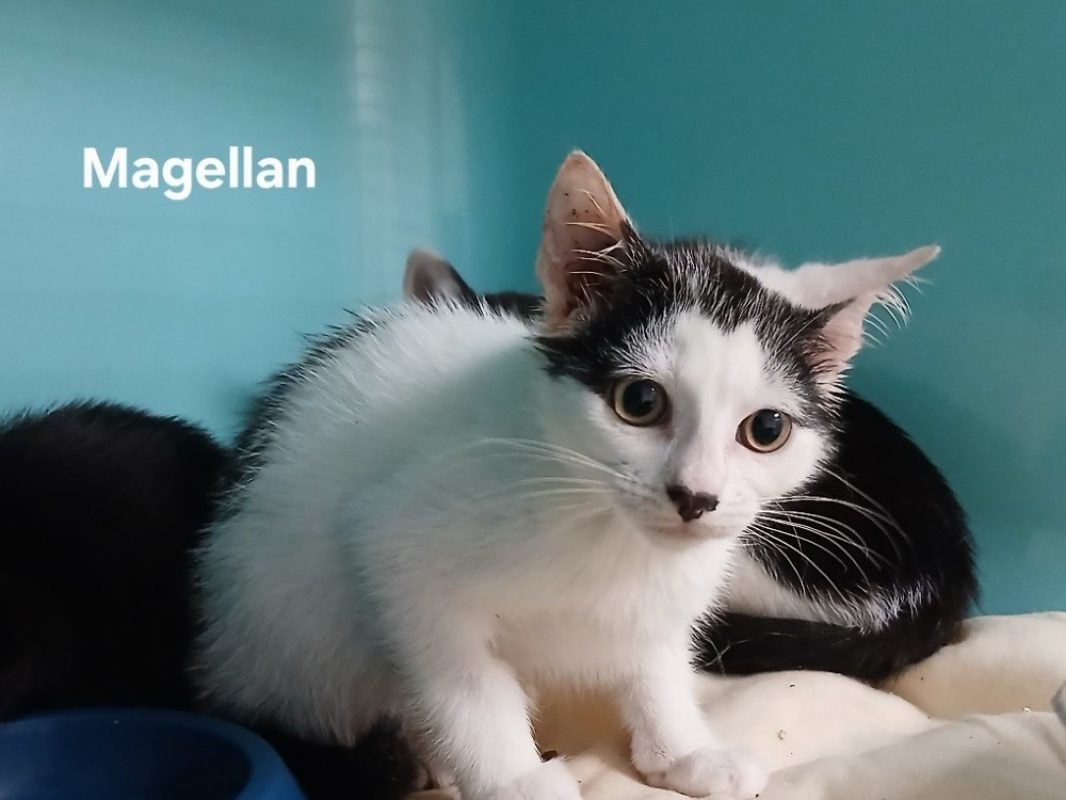 Photo de Magellan