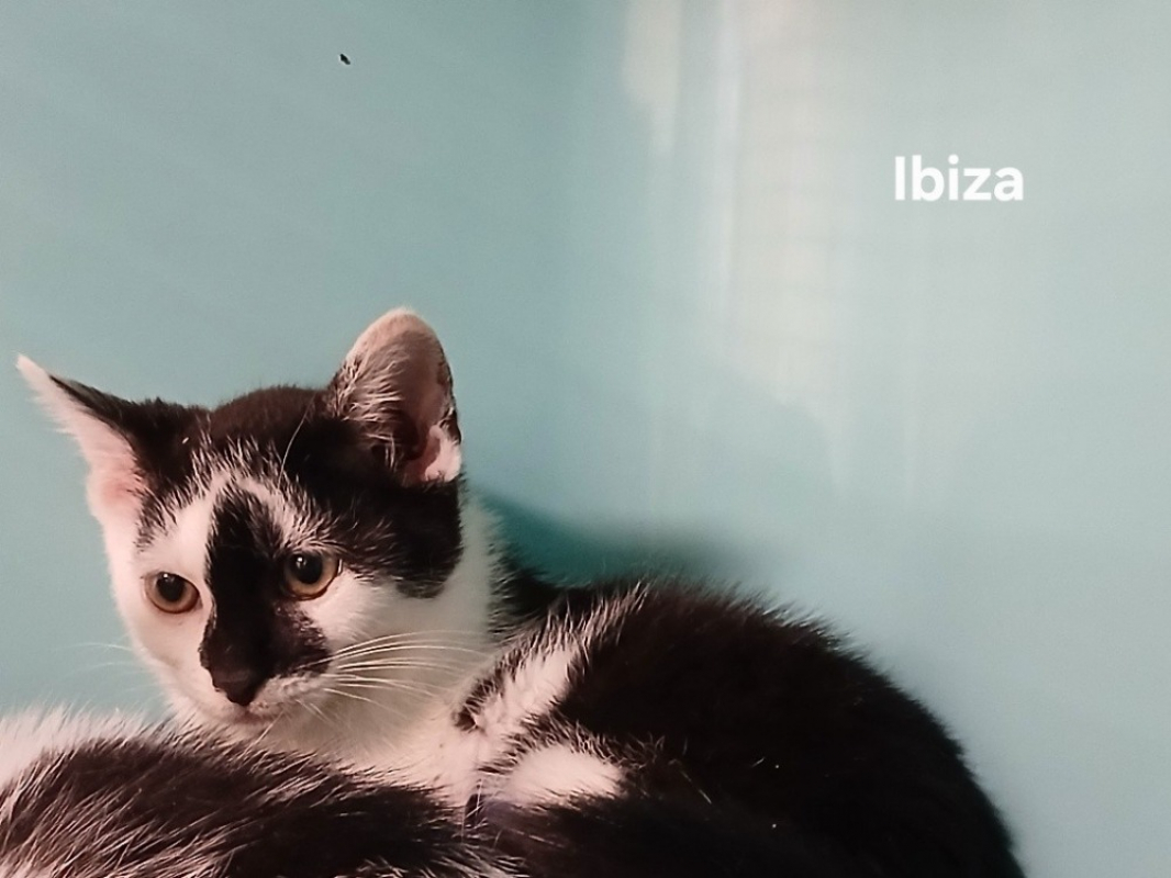 Photo de Ibiza