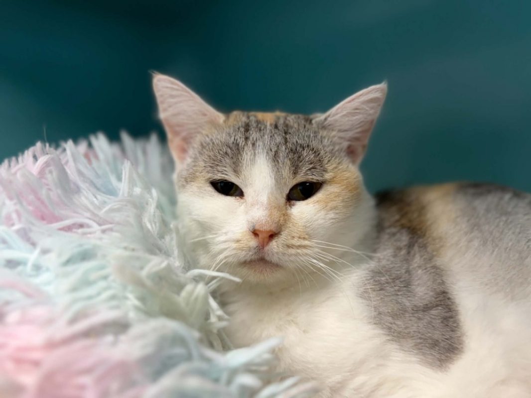 Elza - Chat Européen à adopter