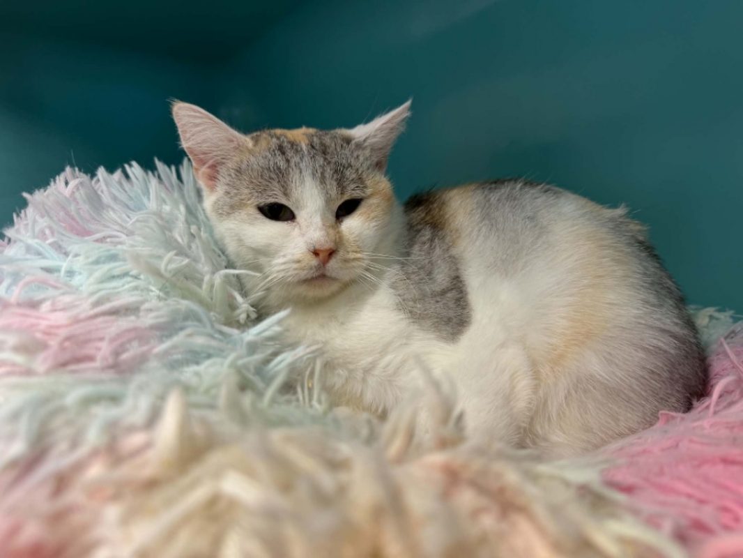 Elza - Chat Européen à adopter - photo 2