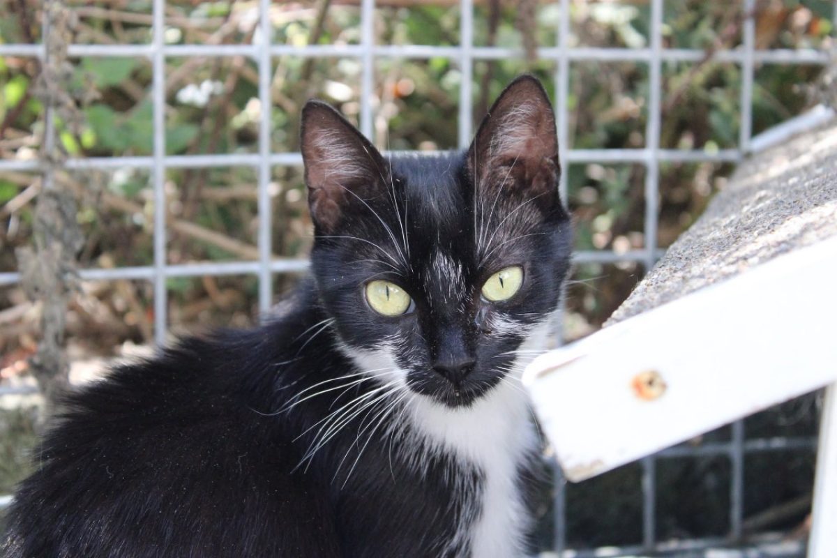 Precieuse - Chat Européen à adopter