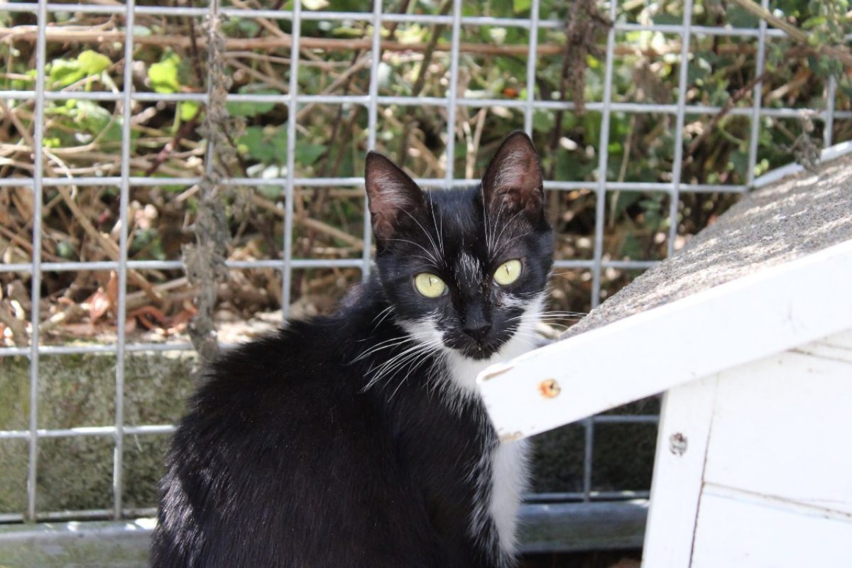 Precieuse - Chat Européen à adopter - photo 2