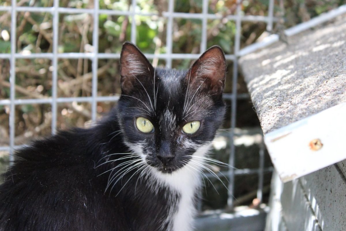Precieuse - Chat Européen à adopter - photo 3