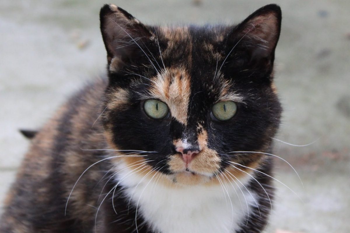 Ambre - Chat Européen à adopter