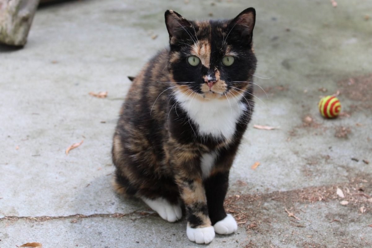 Ambre - Chat Européen à adopter - photo 2