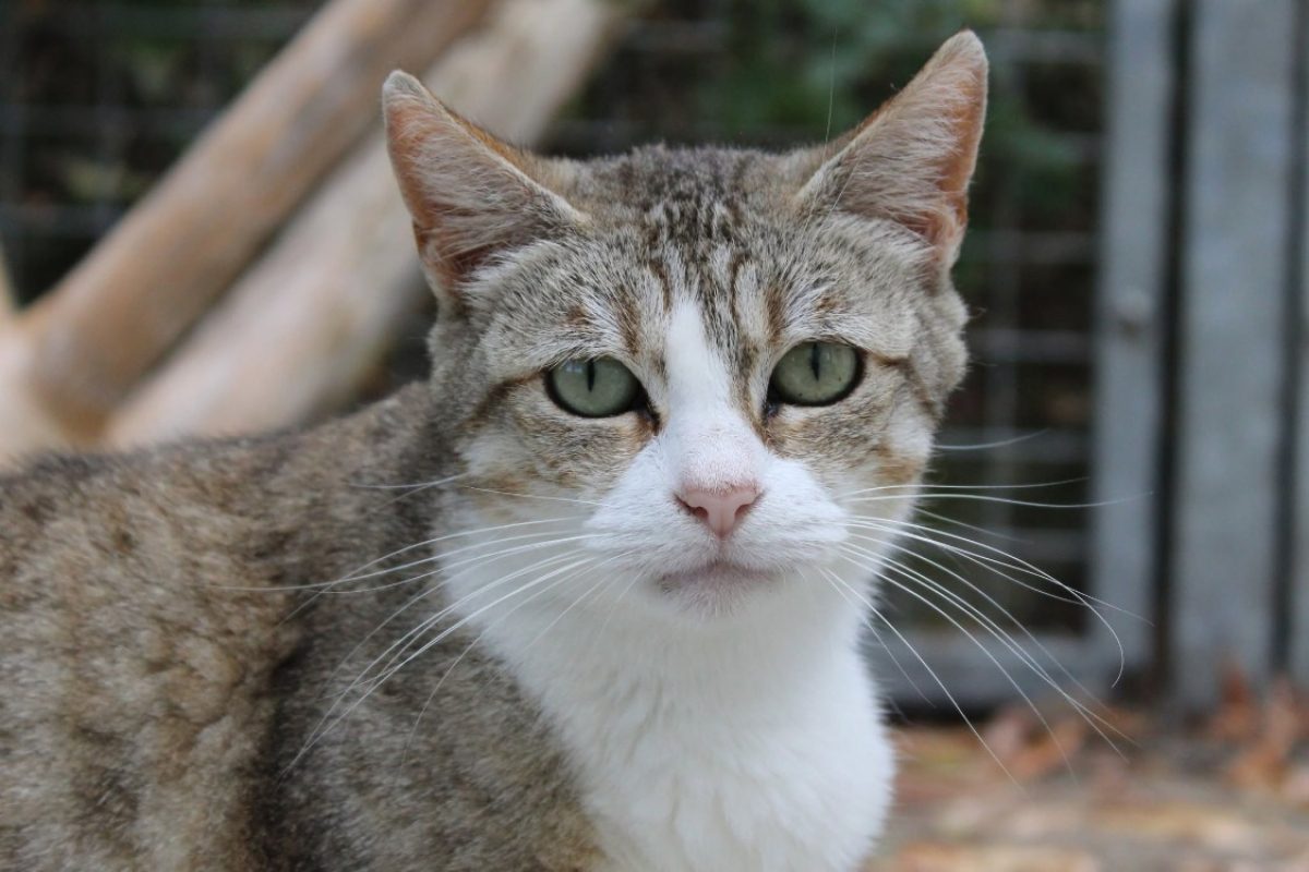 Rosalie - Chat Européen à adopter