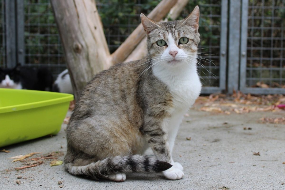 Rosalie - Chat Européen à adopter - photo 2