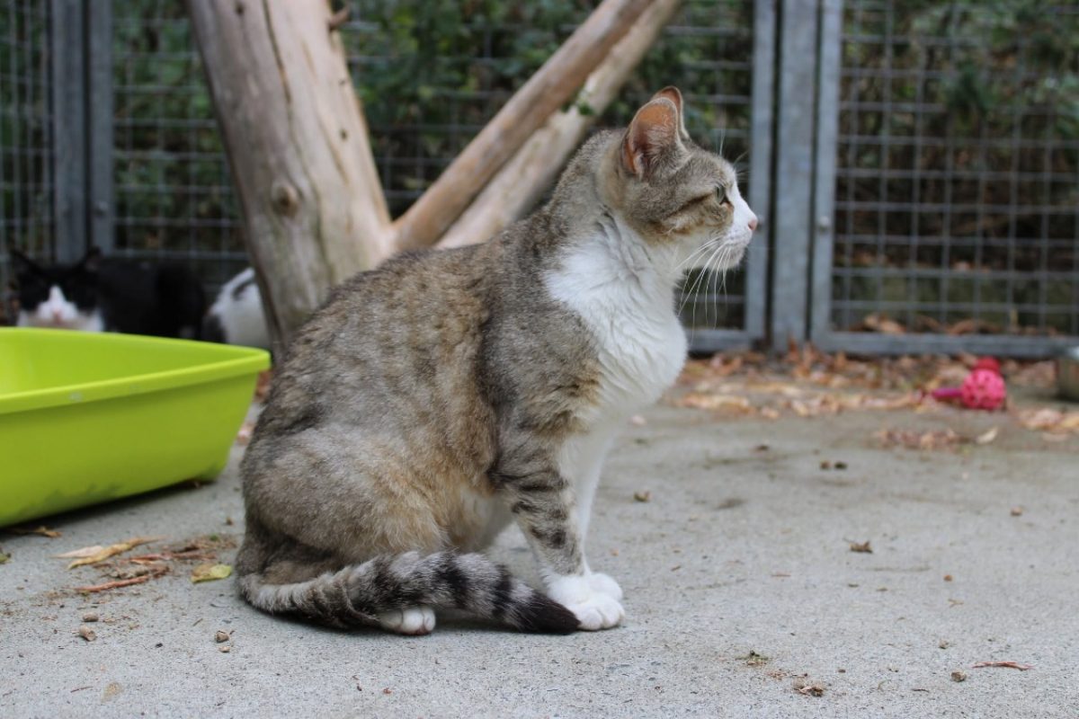 Rosalie - Chat Européen à adopter - photo 3
