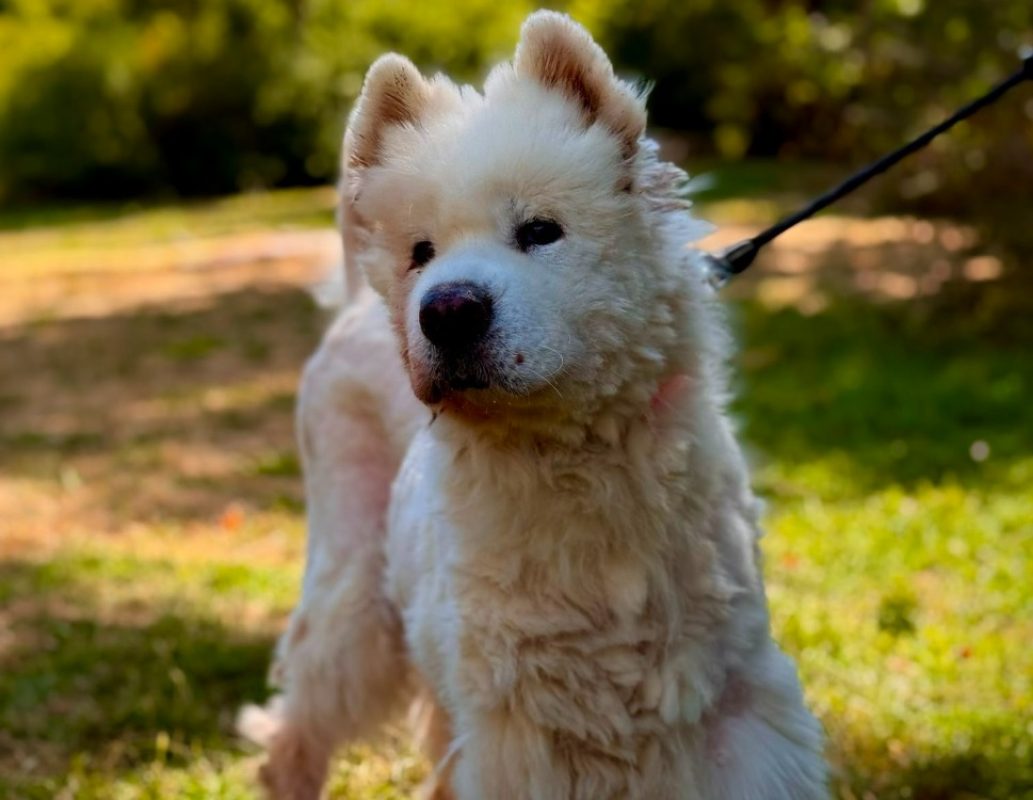 Jiraya - Chien Samoyéde à adopter