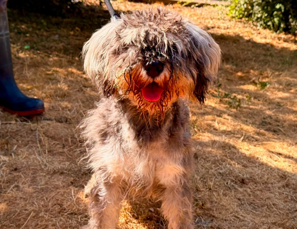 Photo de Voltaire