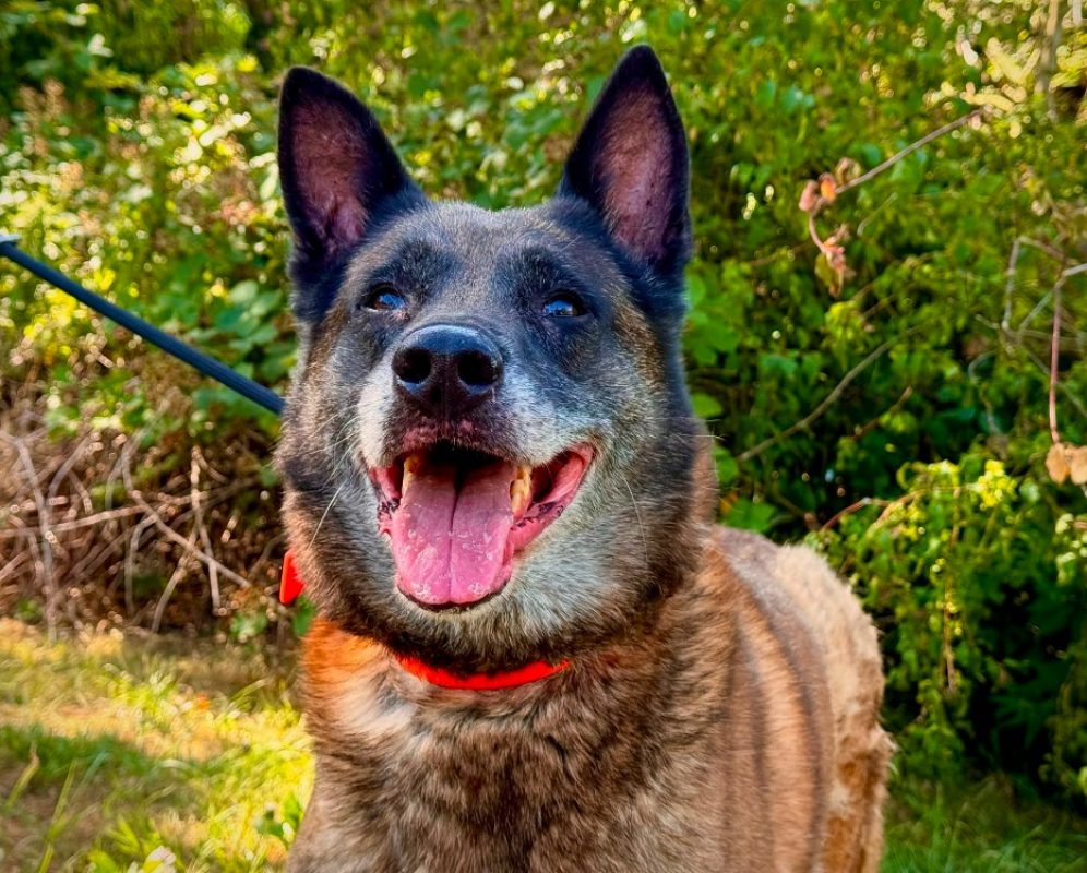 Narcos - Chien Berger Belge Malinois à adopter