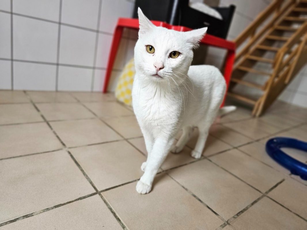 Slookhy - Chat Européen à adopter