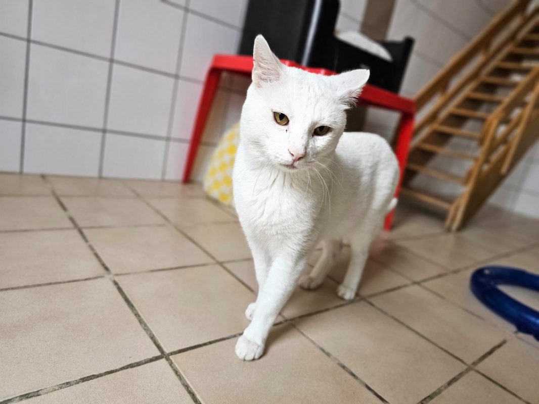 Slookhy - Chat Européen à adopter - photo 2
