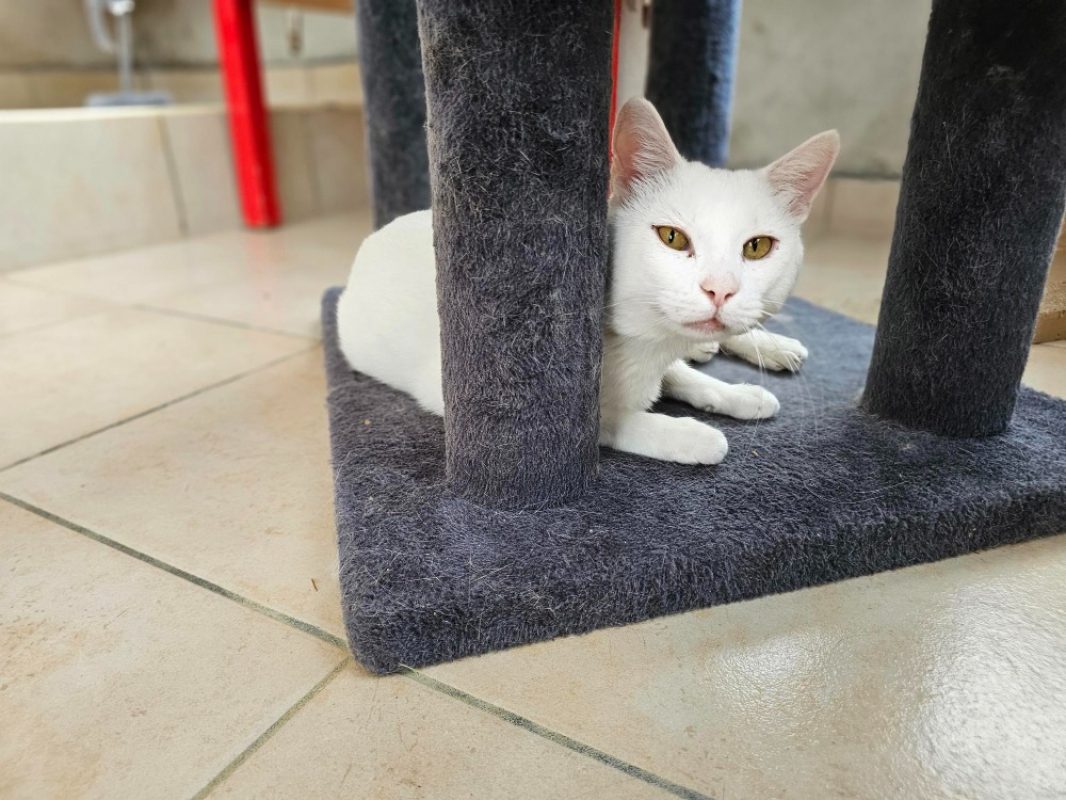 Slookhy - Chat Européen à adopter - photo 3
