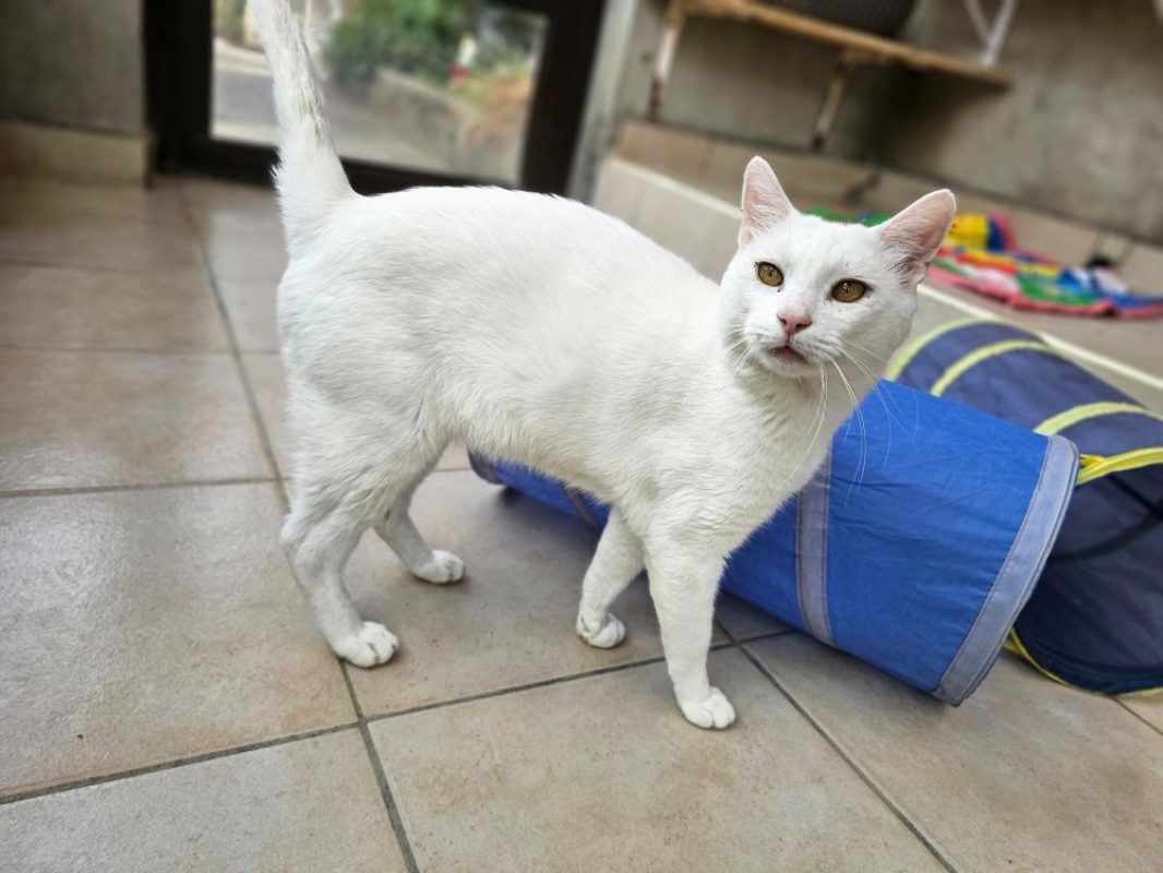 Slookhy - Chat Européen à adopter - photo 4