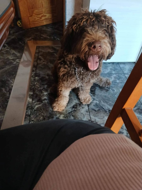 Photo #4 de Scooby à l'adoption dans toute la France 