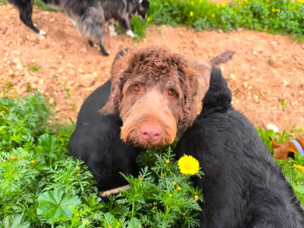 Photo #3 de Scooby à l'adoption dans toute la France 